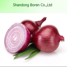 Round Fresh Onion in Hot Sale